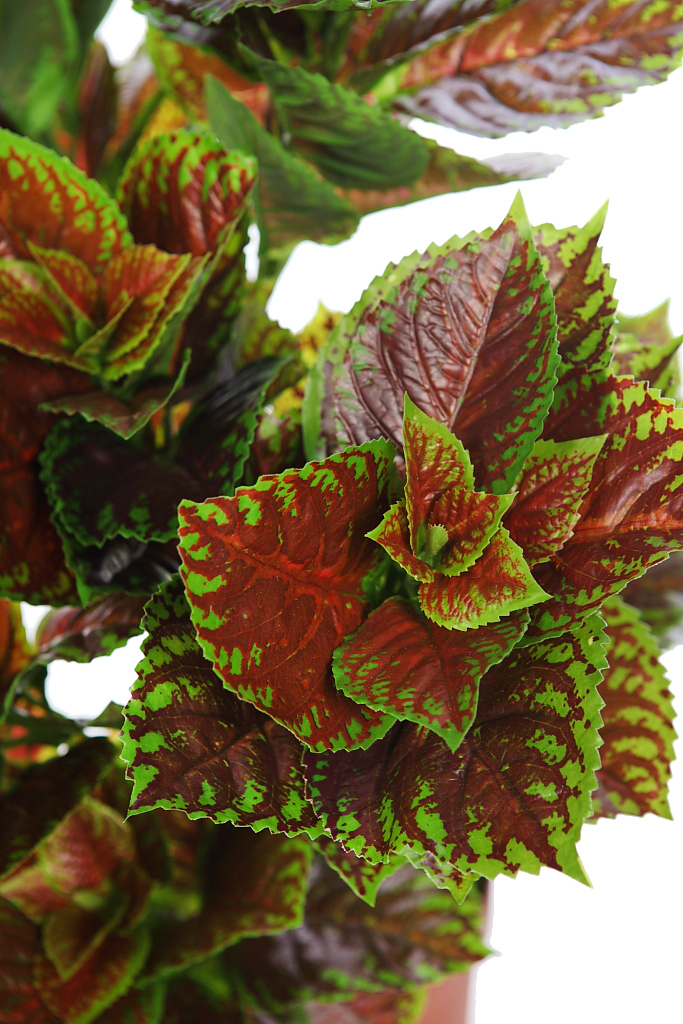 PLANTA COLEO ARTIFICIAL 70CM