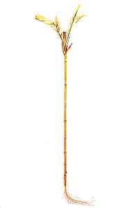 RAMA DE BAMBU COCONUT, 100 CM