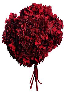 HORTENSIA PRESERVADA