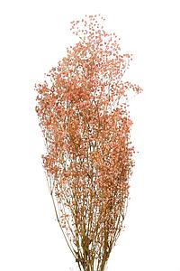 GYPSOPHILA PANICULATA PRESERVADA ALT 60CM