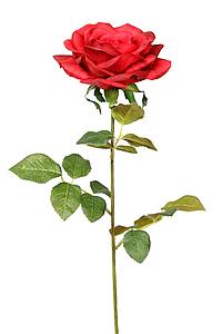 VARA DE ROSA TACTO NATURAL, 72 CM