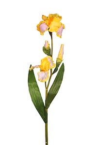 VARA IRIS GERMAN, 115CM