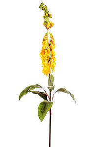 VARA GLOSINIA 125CM