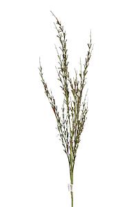 VARA FIELD FOAM 83CM