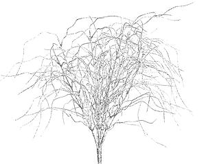 LILY GRASS, MATA X 9 40 CM