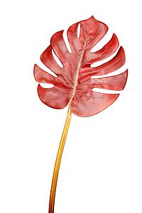 HOJA DE MONSTERA 68 CM