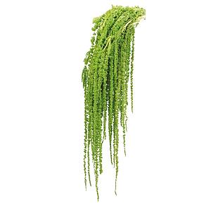 POMO AMARANTHUS PRESERVADO