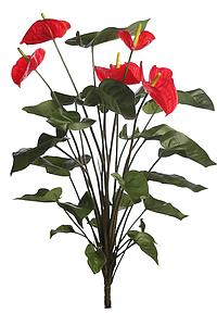 MATA ANTURIUM 55CM 