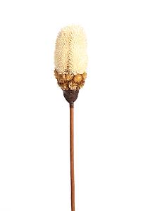 VARA SECO MORMOR 70CM