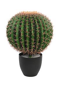 CACTUS BARRIL EN MACETA 50CM