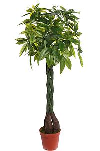PACHIRA ARTIFICIAL EN MACETA 150CM ANCHO 70CM 