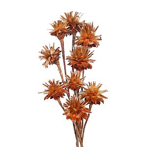 PROTEA PLUMOSUM, 35 CM