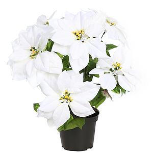 POINSETTIA PASCUERO CON MACETA X9  42 CM