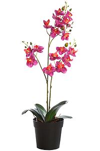 PLANTA ORQUIDEA 50CM EN MACETA