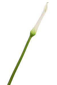 VARA CALA LILY 99CM
