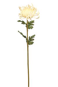 VARA MUM 77CM