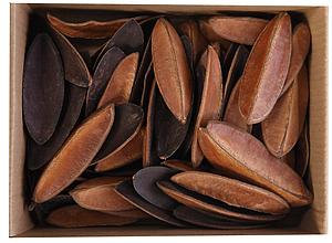 HOJAS BEAN SECAS 50UD