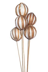 SOLA ZEBRA/GLOBE ON STEM 5 PCS