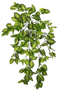 PLANTA SINGONIO COLGANTE 70CM 