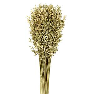 POMO AVENA SATIVA 