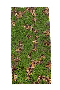 PLACA MUSGO HOJA 100X50CM