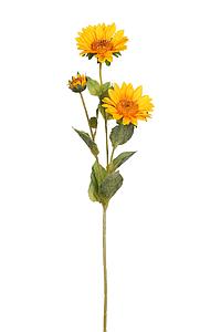 VARA GIRASOL 66CM
