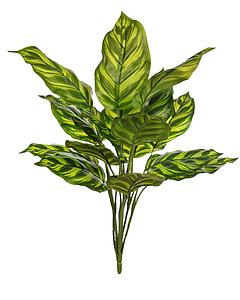 PLANTA CALATHEA 45CM