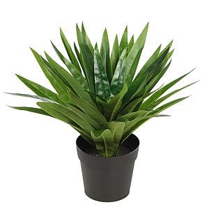 PLANTA DRACENA V. EN MACETA 30CM