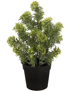 MATA SILVESTRE CON MACETA 30CM