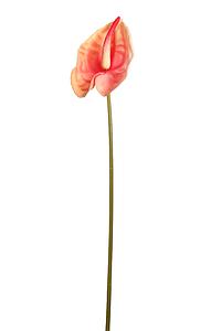 VARA ANTURIUM 45 CM