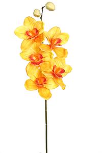 VARA CIMBIDIUM 70 CM