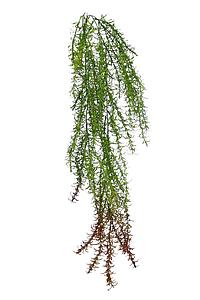 COLGANTE ESPARRAGUERA ARTIFICIAL 77CM