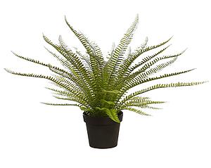 PLANTA DE HELECHO EN MACETA 70CM