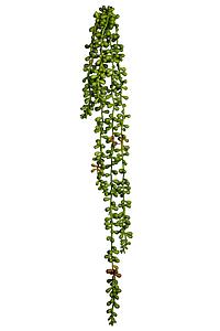 MATA COLGANTE CRASA 58CM