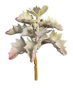 PLANTA SUCULENTA SHAVIANA ARTIFICIAL 14CM 