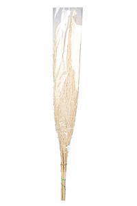 PLUMERO SILVESTRE 70-90CM