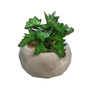PLANTA SUCULENTA SHAVIANA EN MACETA DE CEMENTO 12CM