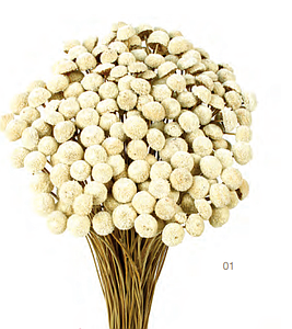 POMO BOTAO 45 CM 
