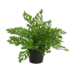 PLANTA CUERNO DE ARCE ARTIFICIAL EN MACETA 35CM