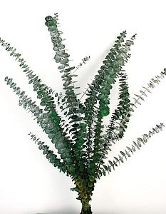 POMO EUCALIPTO BABY PRESERVADO 60/75CM