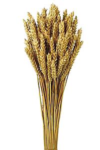 POMO TRIGO 