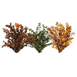 EUCALIPTO ESPIRAL 55CM