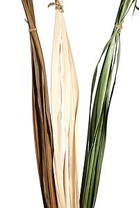 HOJAS DE BURI SECO 180CM 