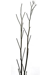 AESTE FREGOLA 200CM 