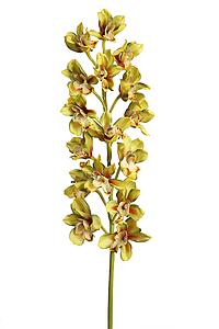 VARA ORQUIDEA CIMBIDIUM 