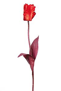 VARA TULIPAN ROJO/ORO 70CM